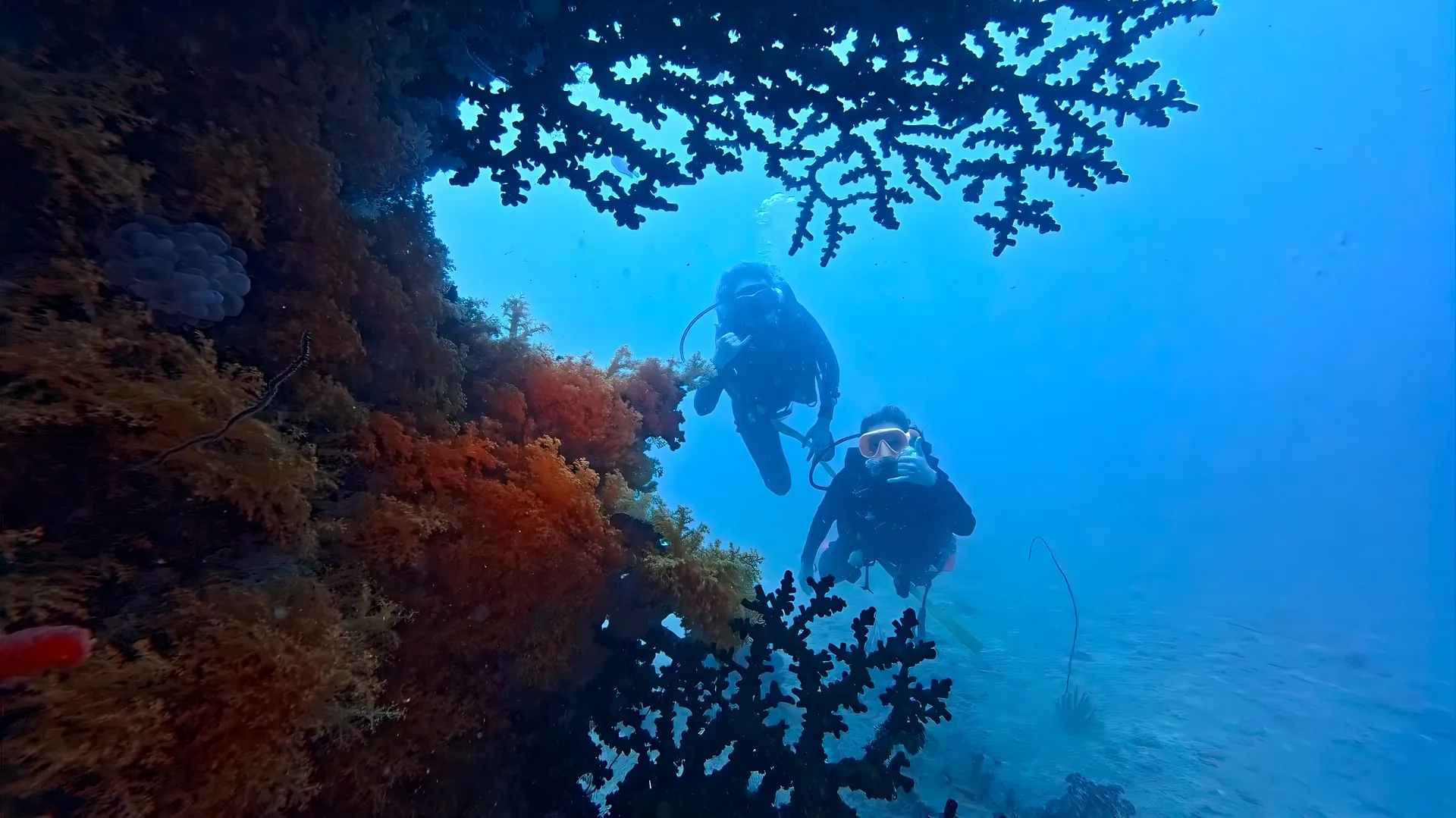 Two divers beside a coral-covered overhang