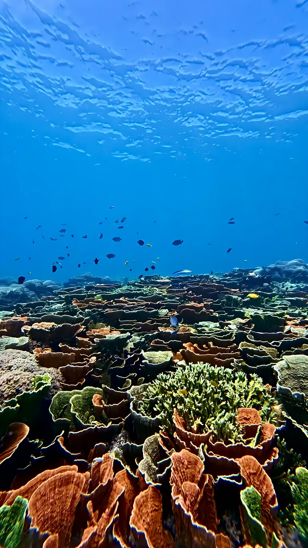 Colorful coral garden in Karimunjawa
