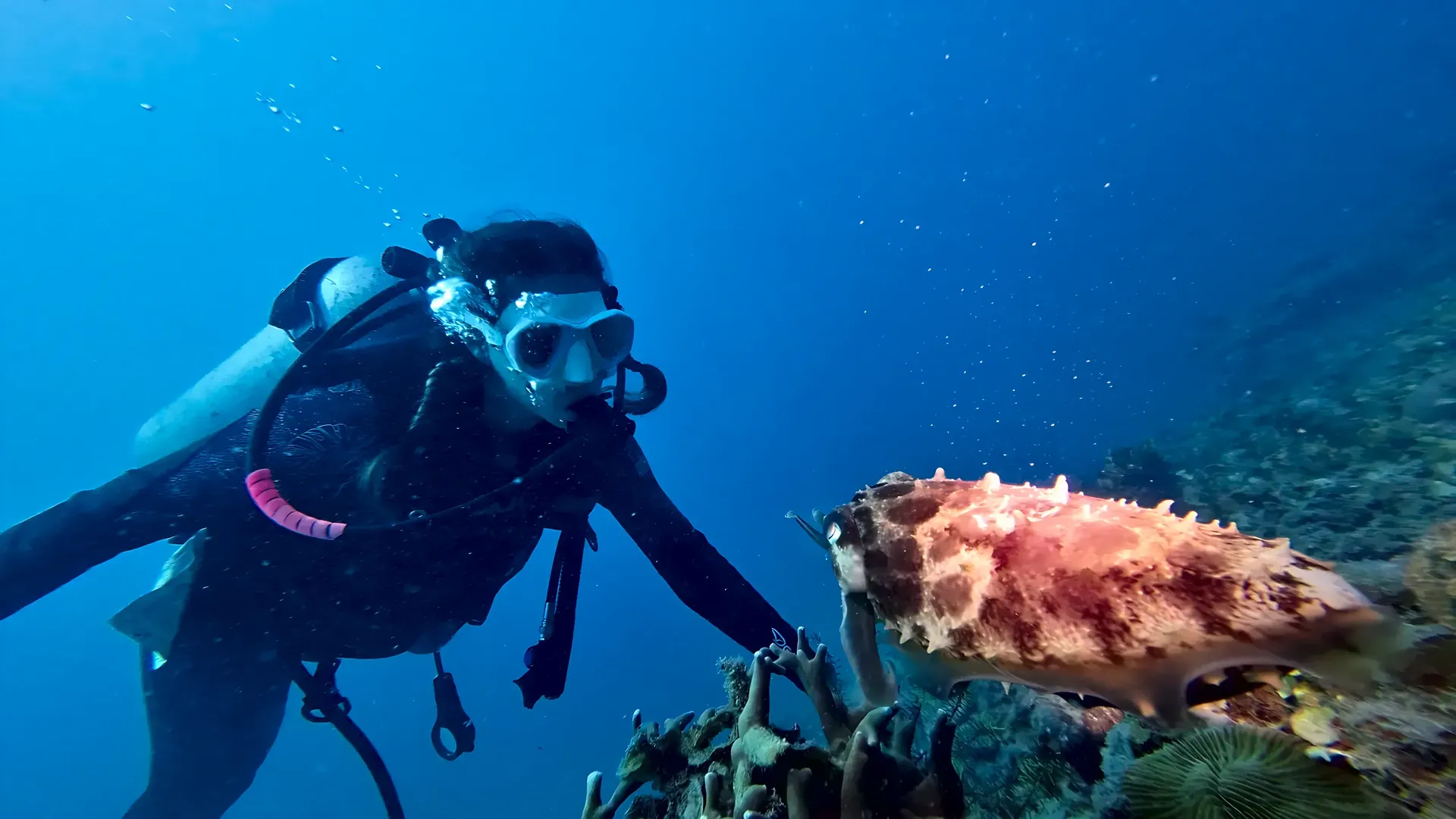 Diver meeting a cuttlefish on the reef