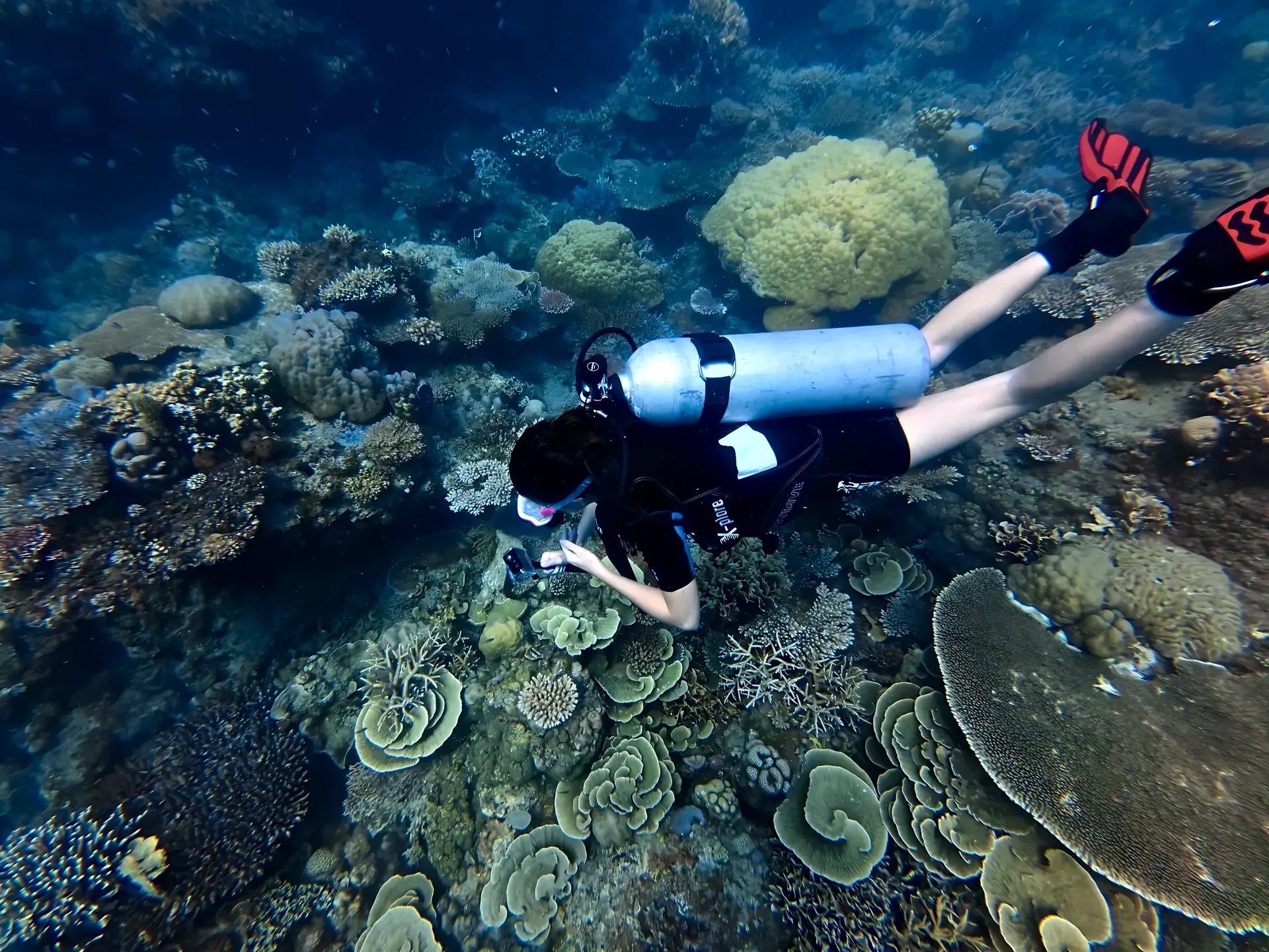 Diver above a coral reef at Gleyang