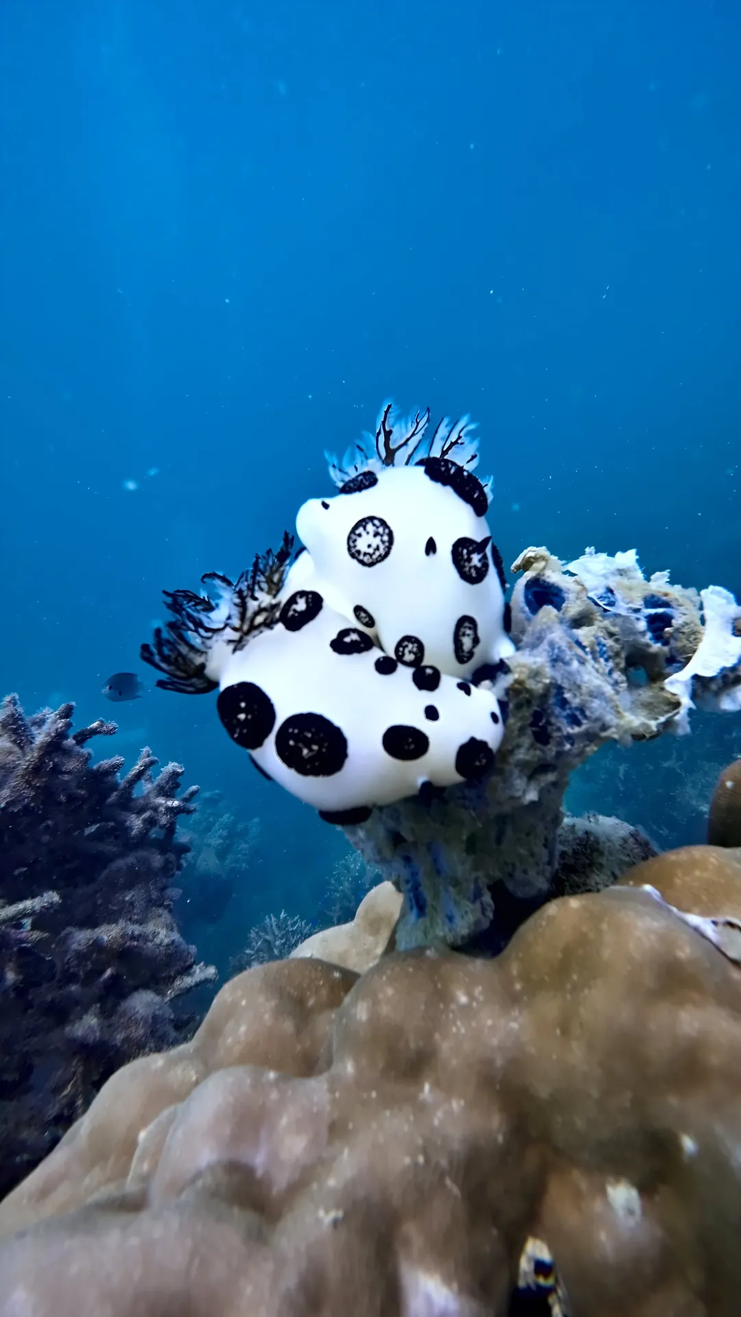 A spotted nudibranch on the reef