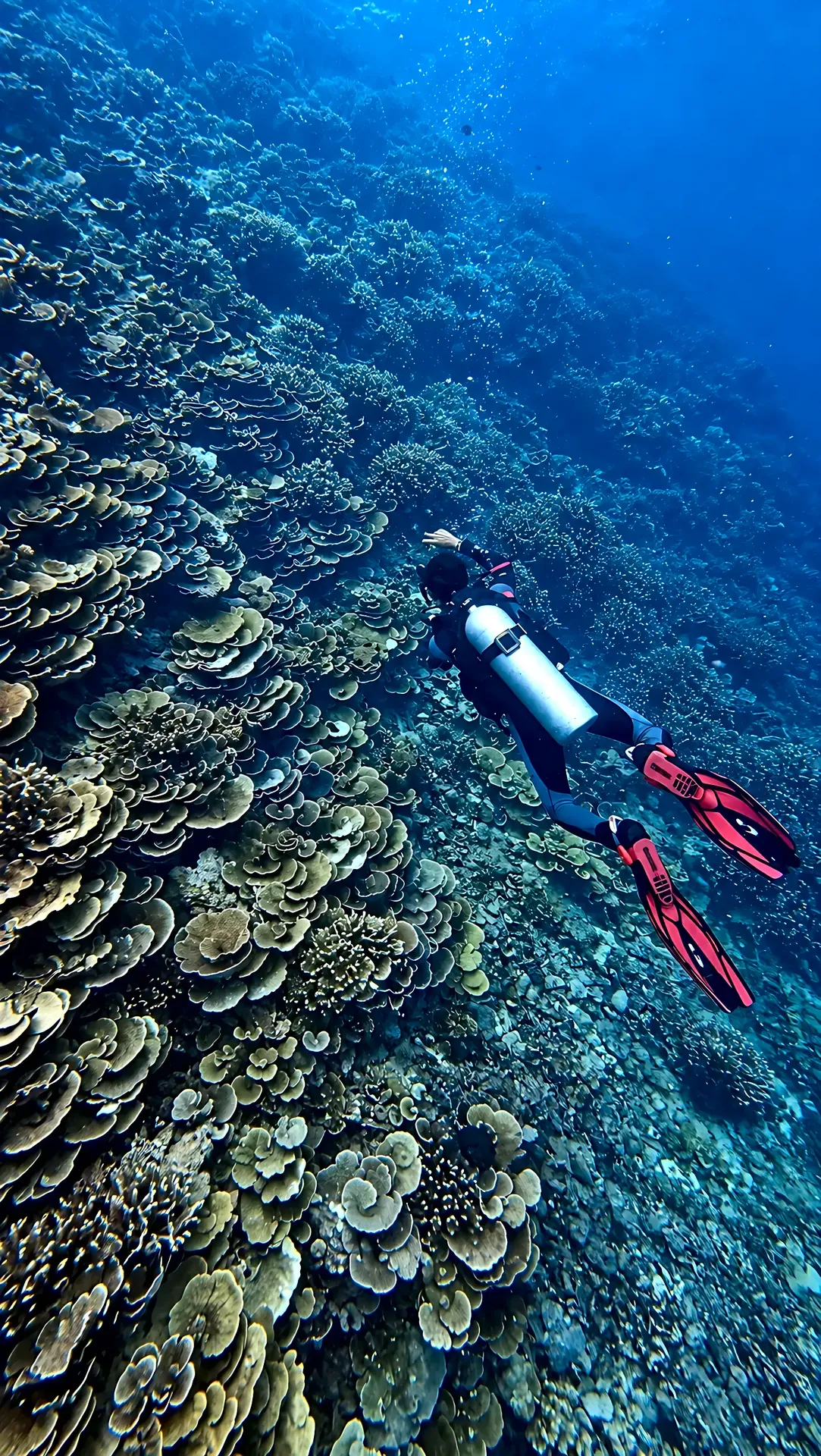 Diver gliding along a coral reef wall with red fins