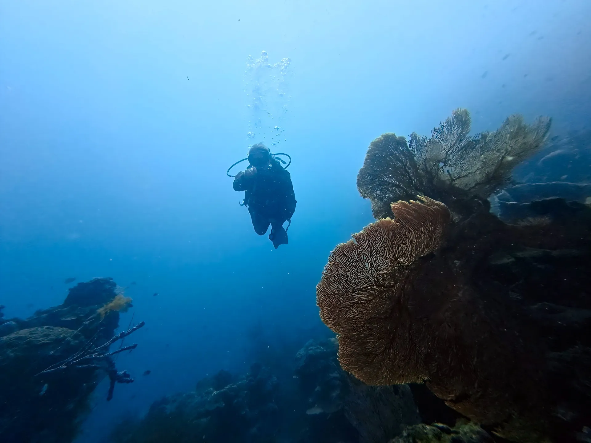 Diver beside a sea fan on a Karimunjawa reef