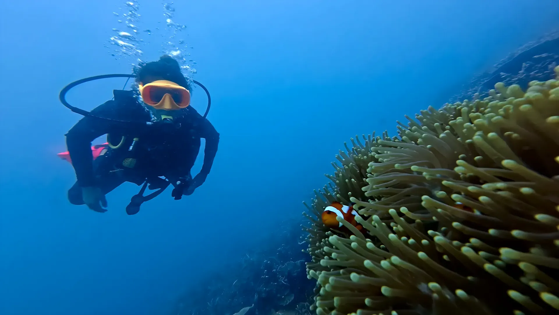 Diver floating beside an anemone with a clownfish