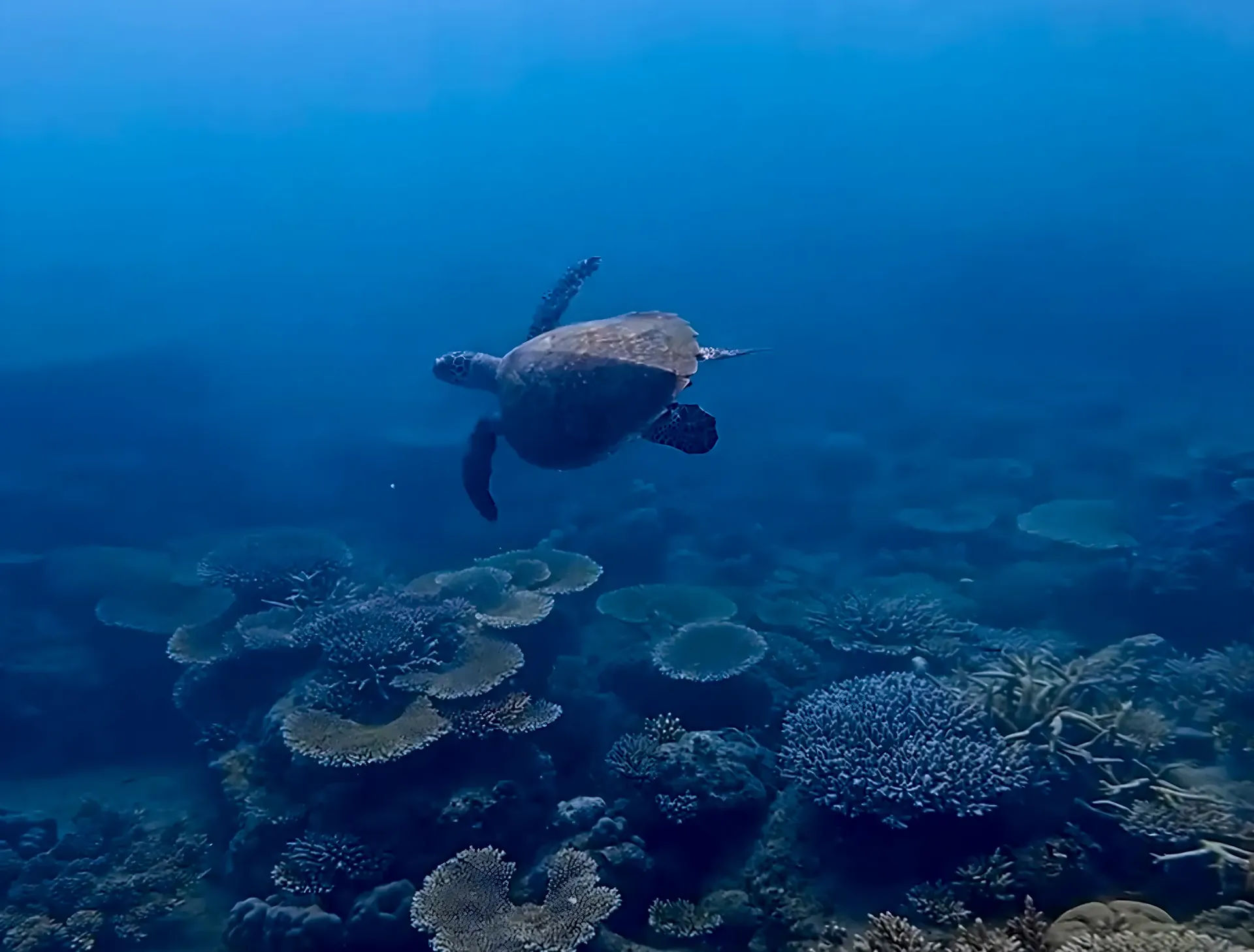 Sea turtle swimming above a Karimunjawa coral reef