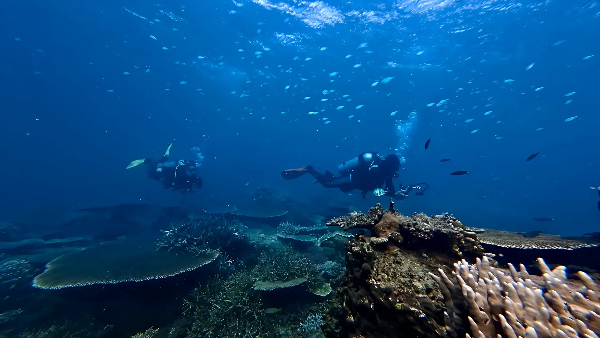 Returning divers exploring a coral reef